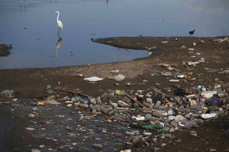 Fauna enfrenta volta da poluição no rio Pinheiros