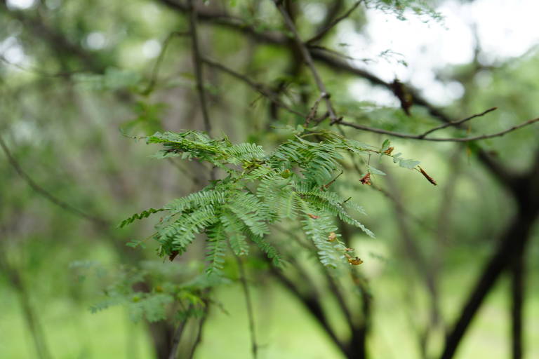 Galhos escuros desfocados da árvore jurema-preta, com folha composta verde em primeiro plano