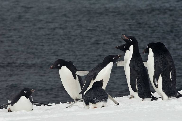 Derretimento de gelo da Antártida ameaça existência de pinguins