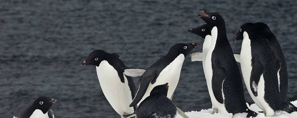 Pinguins-de-adélia escorregam na neve perto da Estação Antártica Comandante Ferraz, base brasileira no continente gelado, que fica na Ilha Rei George, na Antártida