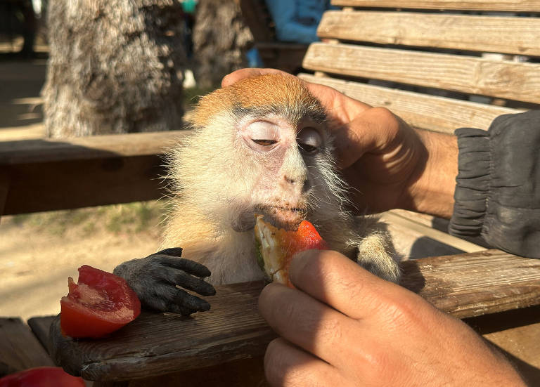 Macaco é alimentado por palestino em zoológico em Rafah, no sul da Faixa de Gaza