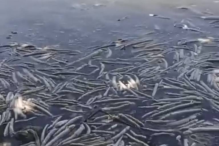 Lagoa onde fica mina da Braskem em Maceió registra morte de peixes