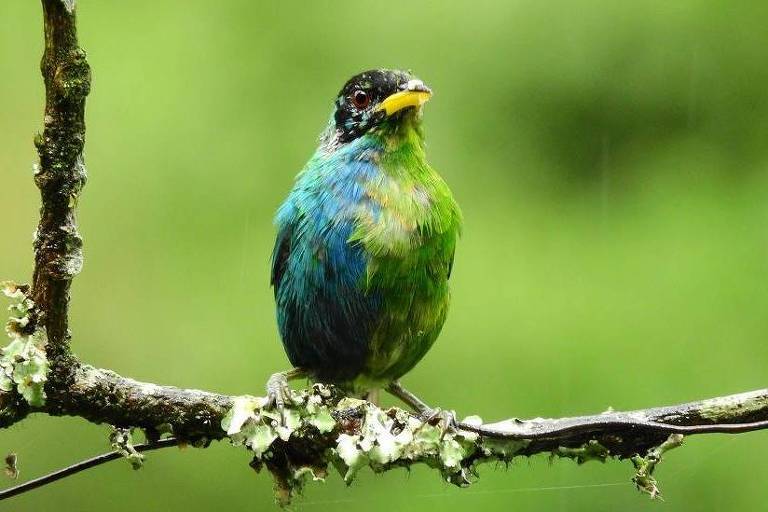 O raro pássaro metade-fêmea, metade-macho avistado na Colômbia