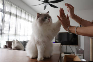 Owner Sunny Leong, 30, gives cat treats to her Ragdoll cat, Mooncake, in her Housing and Development Board (HDB) flat in Singapore