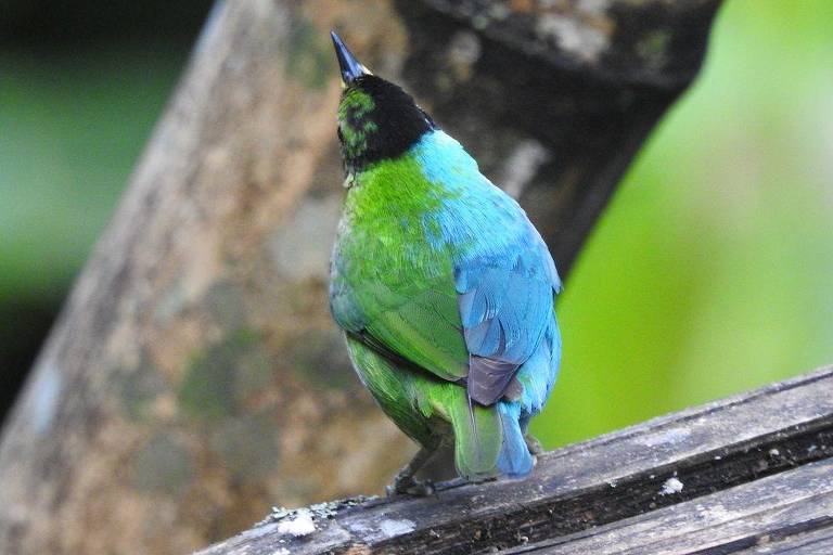 O raro pássaro metade-fêmea, metade-macho avistado na Colômbia