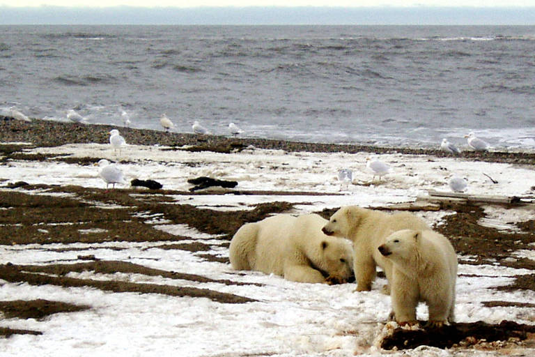 Ursa polar e dois filhotes em área costeira coberta por neve e com terra aparente. Mar e aves marinhas são vistos ao fundo