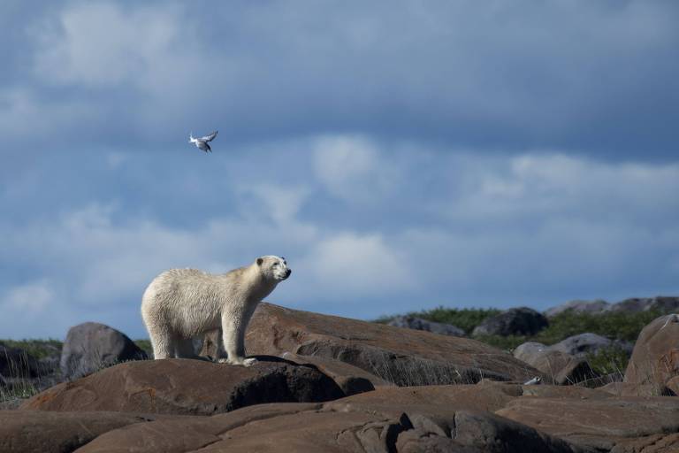 Urso polar sobre pedras marrons é circundado por ave marinha, que voa acima dele