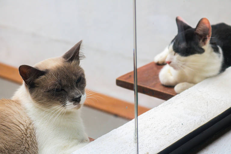 Gatos para adoção no Mi & Mo, cat-café no Paraíso