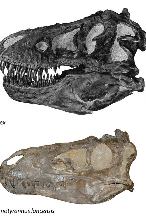 Crânicos de T. rex jovem, acima, e de Nanotyrannus lancensis, abaixo