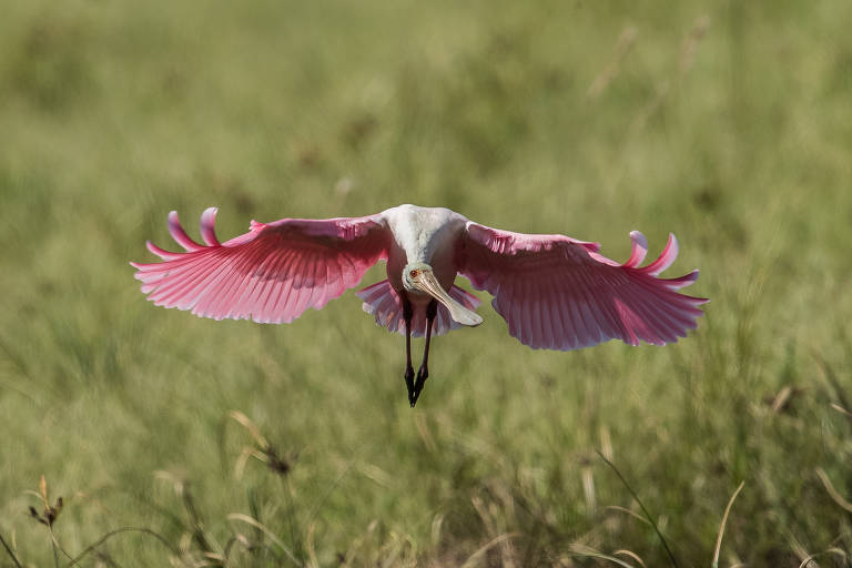 Colhereiro-americano rosado, famoso pelo bico achatado em forma de colher, voando com as asas abertas no Parque Nacional Everglades