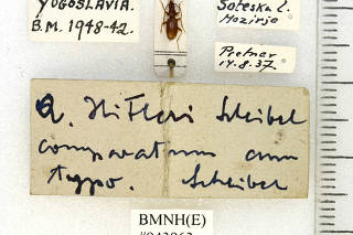 Anophthalmus hitleri, a beetle named 86 years ago by an Austrian admirer of Hitler, in the Coleoptera section of LondonÄôs Natural History Museum. (Natural History Museum, London, Coleoptera Section via The New York Times)