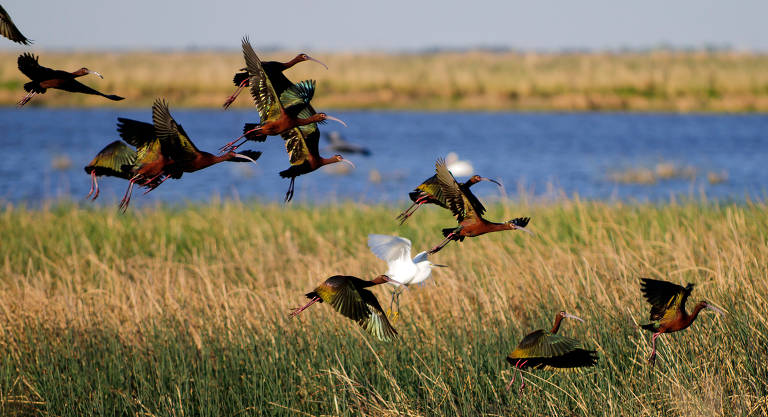 Cheyenne Bottoms, a 24 km de Ellinwood, já registrou mais de 360 espécies de pássaros e é considerado um dos melhores lugares para avistar grous-americanos, uma das aves mais ameaçadas de extinção na América do Norte