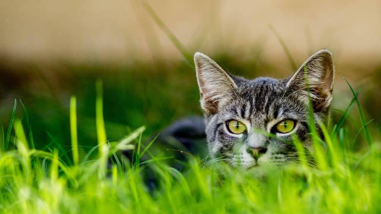 Por que gatos extinguiram mais espécies que qualquer outro predador