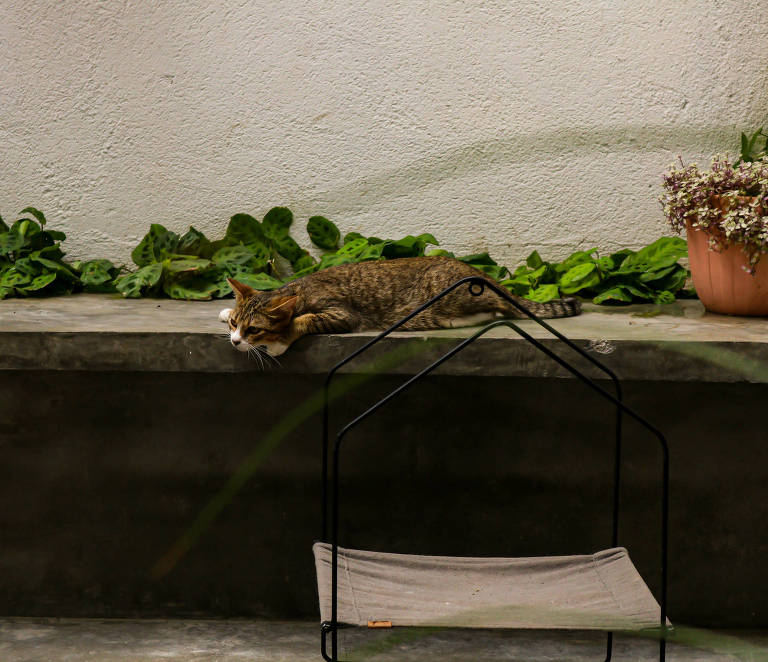 Um dos gatos para adoção no Mi & Mo, cat-café no Paraíso