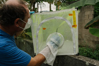 Scientist Anton Cornel marks mosquitoes with a fluorescent powder to aid in tracking them ahead of their release at sunset in Prncipe, So Tom and Prncipe, July 11, 2023. (Natalija Gormalova/The New York Times)
