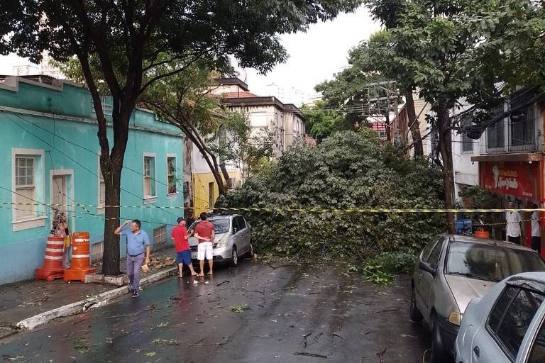 Árvore caída ocupa os dois lados da rua
