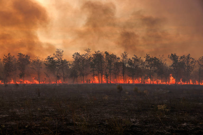 chamas e fumaça sobem de árvores em incêndio florestal 