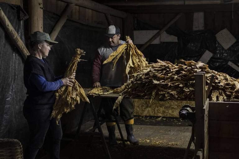 Tabaco; agricultores de Venâncio Aires (RS) mostram um pouco da colheita de tabaco