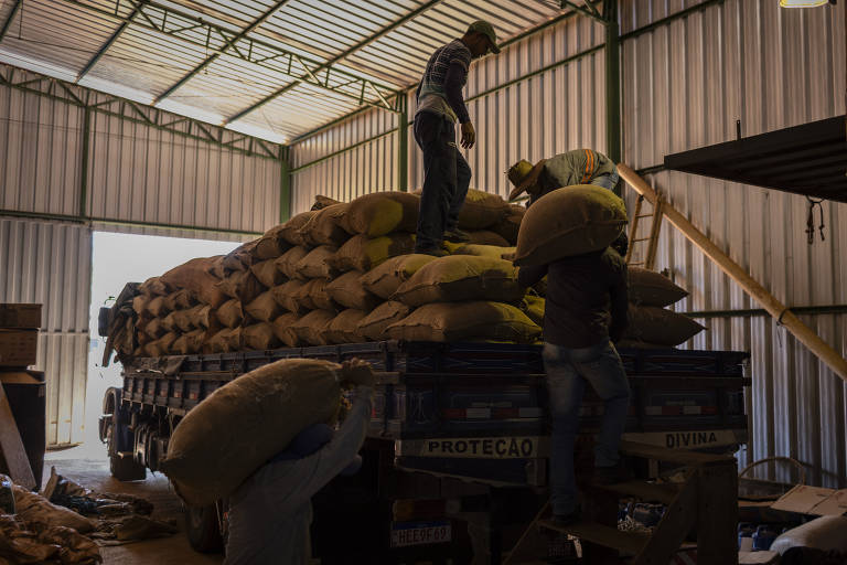 Café; funcionários de fazenda no Vale do Jequitinhonha carregam o caminhão com o café colhido