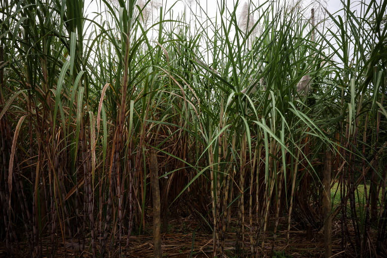 Açúcar; cana-de-açúcar na estação do CTC (Centro de Tecnologia Canavieira), em Camamu (BA)