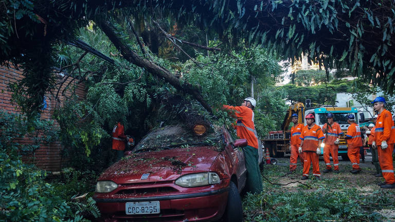 Forte chuva deixa saldo de árvores derrubadas em SP; veja fotos de hoje