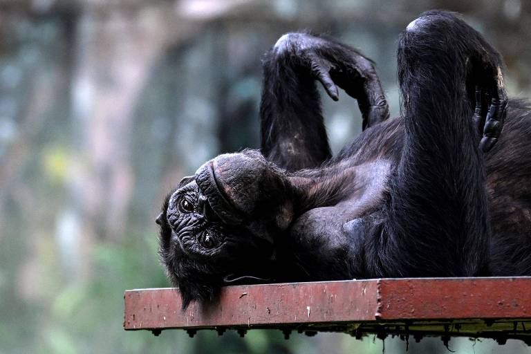 Chimpanzé deitado, com os braços levemente levantados, olha para cima