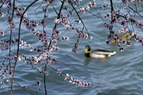 (230312) -- BEIJING, March 12, 2023 (Xinhua) -- Blooming peach blossoms are seen at the Summer Palace in Beijing, capital of China, March 12, 2023. (Xinhua/Li Xin)