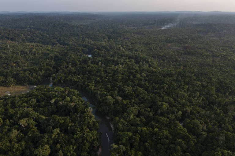 Vista aérea de uma área com densa floresta