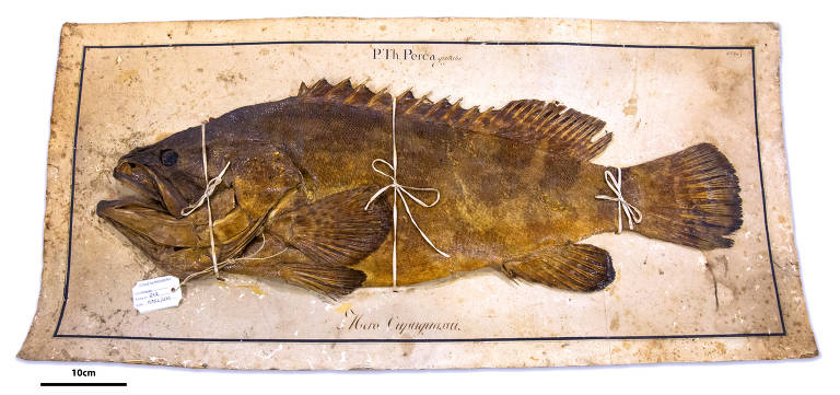 Frei dessecou peixes do Brasil e os preservou em papel-cartão no século 18