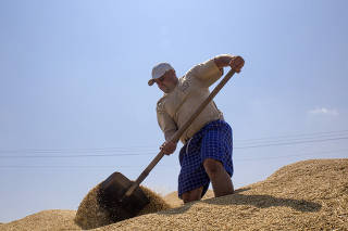 An employee shovels wheat for processing on a farm in Nikolaev