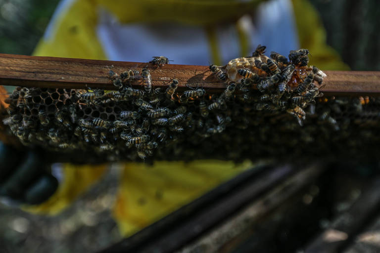 Restrição a agrotóxico que mata abelhas é vitória da pesquisa científica, diz pesquisador