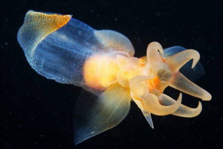 Animal marinho de profundidade, com bioluminescência