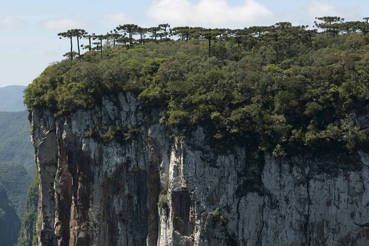 Trees in the Atlantic forest already have ‘extinction debt’ – 01/13/2024 – Reinaldo José Lopes