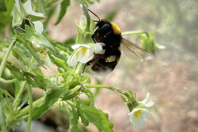 Abelha em uma violeta-dos-campos; conforme o número de abelhas e outros polinizadores diminui, as violetas-dos-campos estão se adaptando fertilizando suas próprias sementes, segundo um estudo recente


() -- NO SALES; FOR EDITORIAL USE ONLY WITH NYT STORY SLUGGED SCI FLOWERS REPRODUCTION BY CARL ZIMMER FOR JAN. 4, 2024. ALL OTHER USE PROHIBITED. -- ORG XMIT: XNYT0854