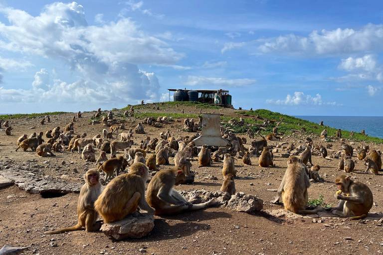 Macacos em ilha