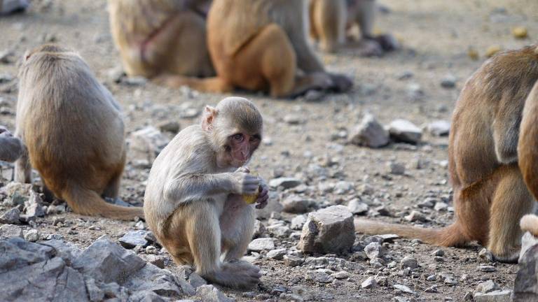 A ilha-laboratório onde quase 2 mil macacos são estudados para entender o comportamento humano