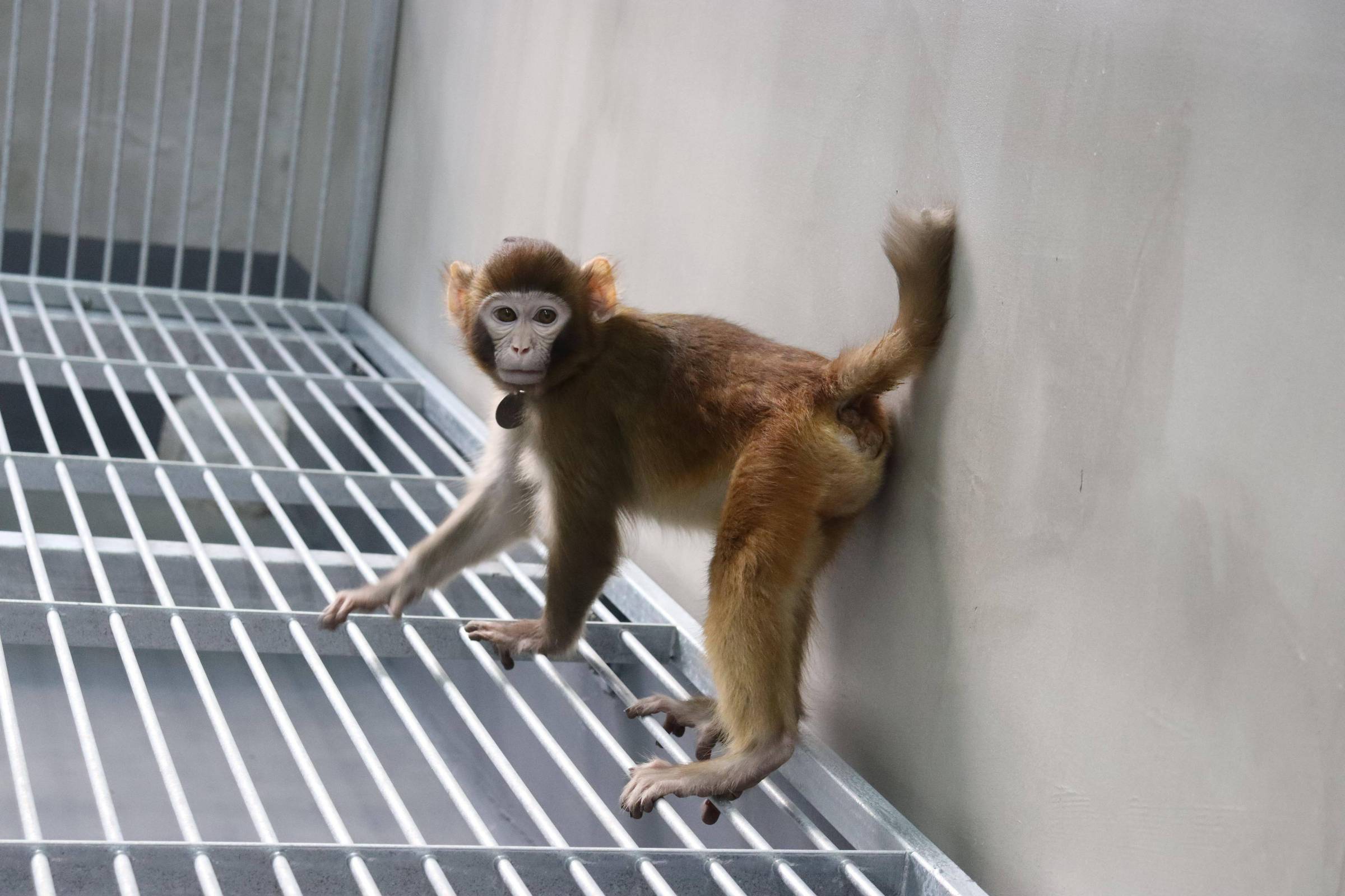 Rhesus monkey clone born with placenta transplant – 01/16/2024 – Science