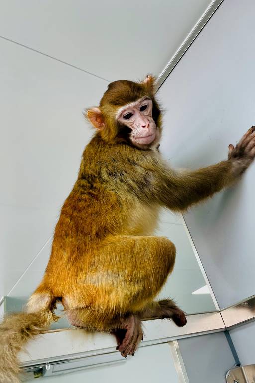 Primeiro clone de macaco-reso nasce com transplante de placenta; veja alguns animais já clonados