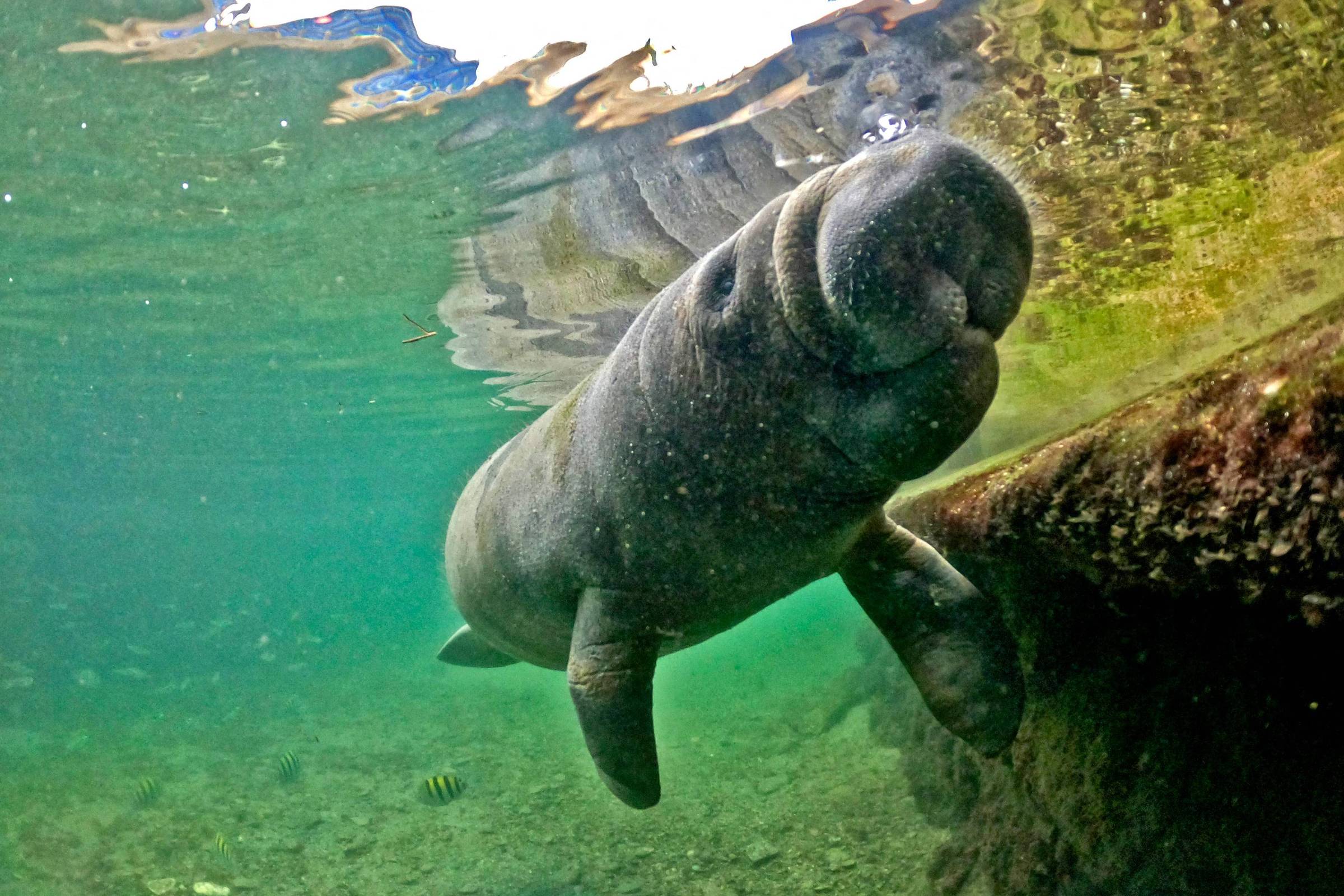 Former hunters work to protect manatees in Colombia – 01/20/2024 – Environment