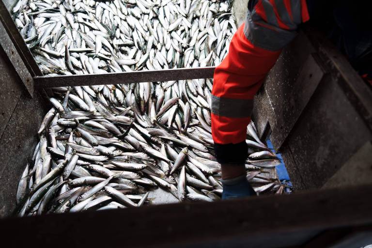 Milhares de pequenos peixes são despejados em barco