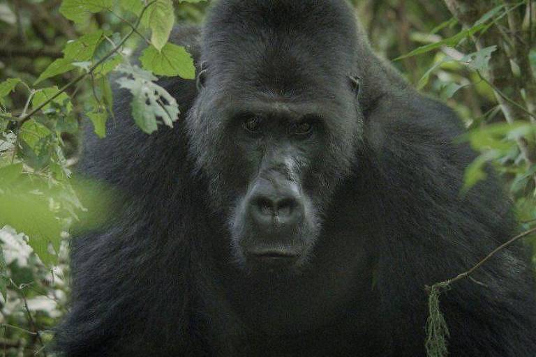 Os gorilas de dorso prateado no interior do Congo