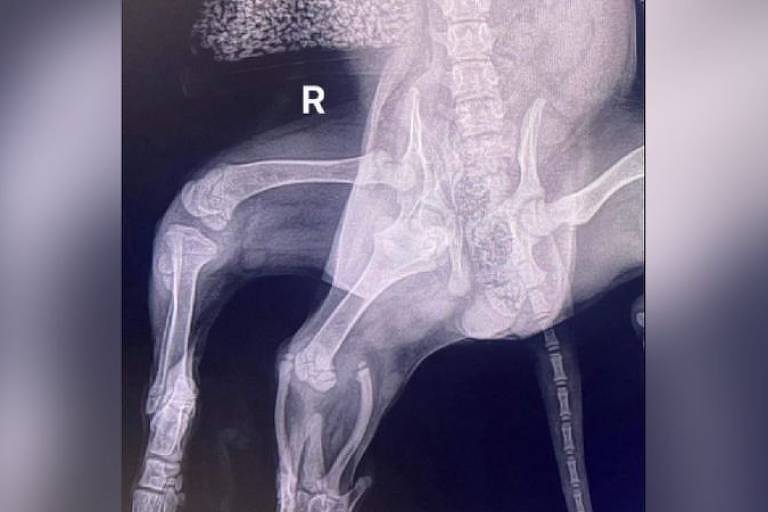 radiografia da cachorra de seis patas