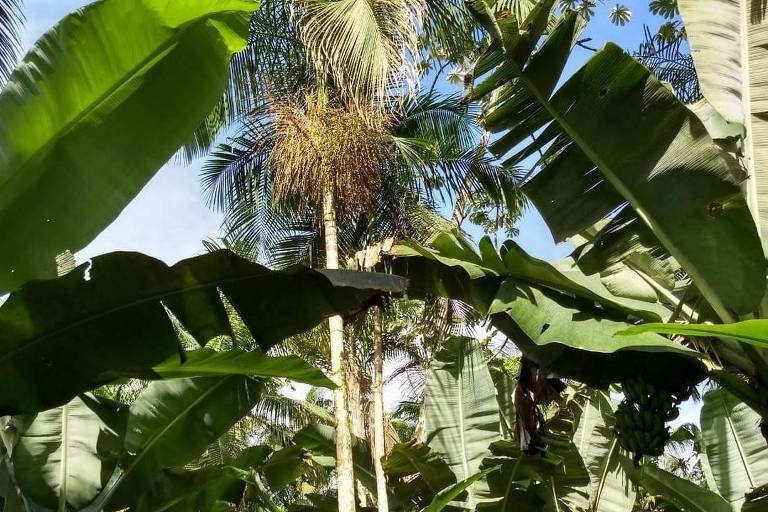 Palmeira cercada de bananeiras