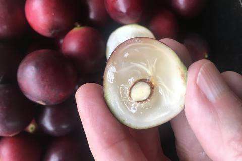 Camu-camu, fruta que custa caro no Sudeste, cresce em arbustos que inundam as bordas dos rios