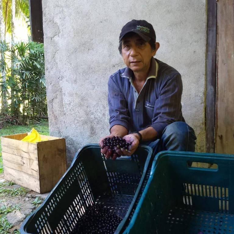 Homem com traços asiáticos agachado em frente a caixa cheia de pequenos frutos roxos, segura vários frutos nas mãos