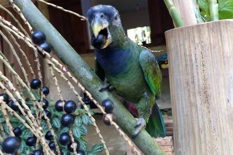 Papagaio pousado em galho de juçara come o fruto roxo da palmeira