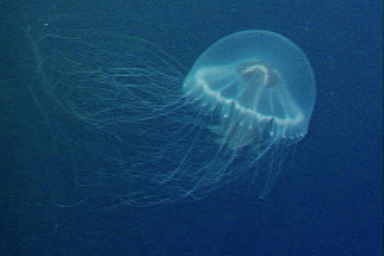 Nova espécie de água-viva é encontrada a 812 m de profundidade
