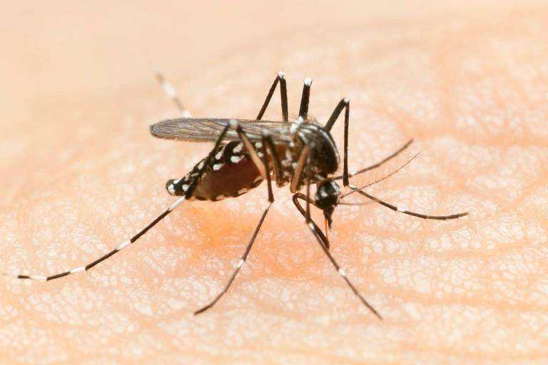 Combate à dengue no país passa também pela proteção dentro de casa, afirmam especialistas