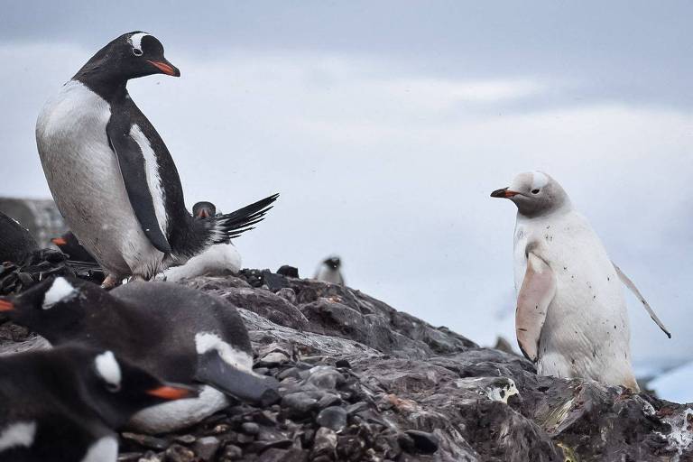 Pinguins preto e brancos ao lado de pinguim totalmente branco