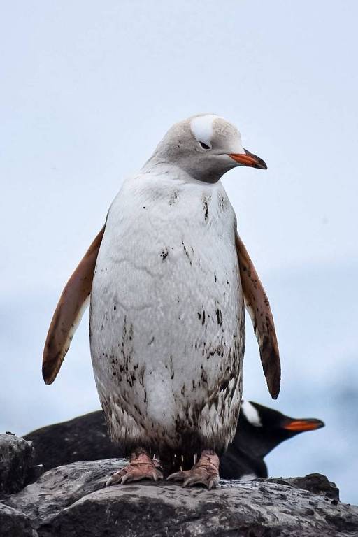 Pinguim branco